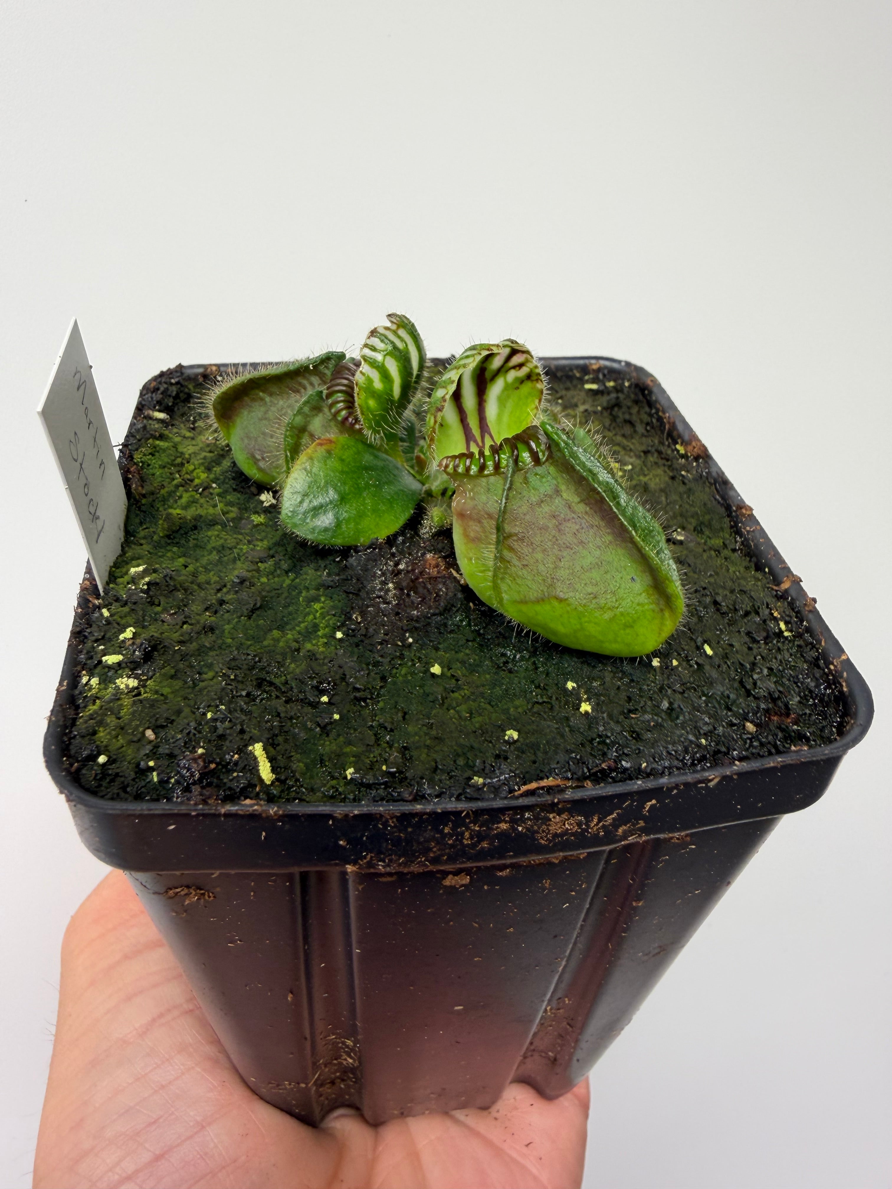 Cephalotus follicularis “Martin Stöckl” – Little Carnivores