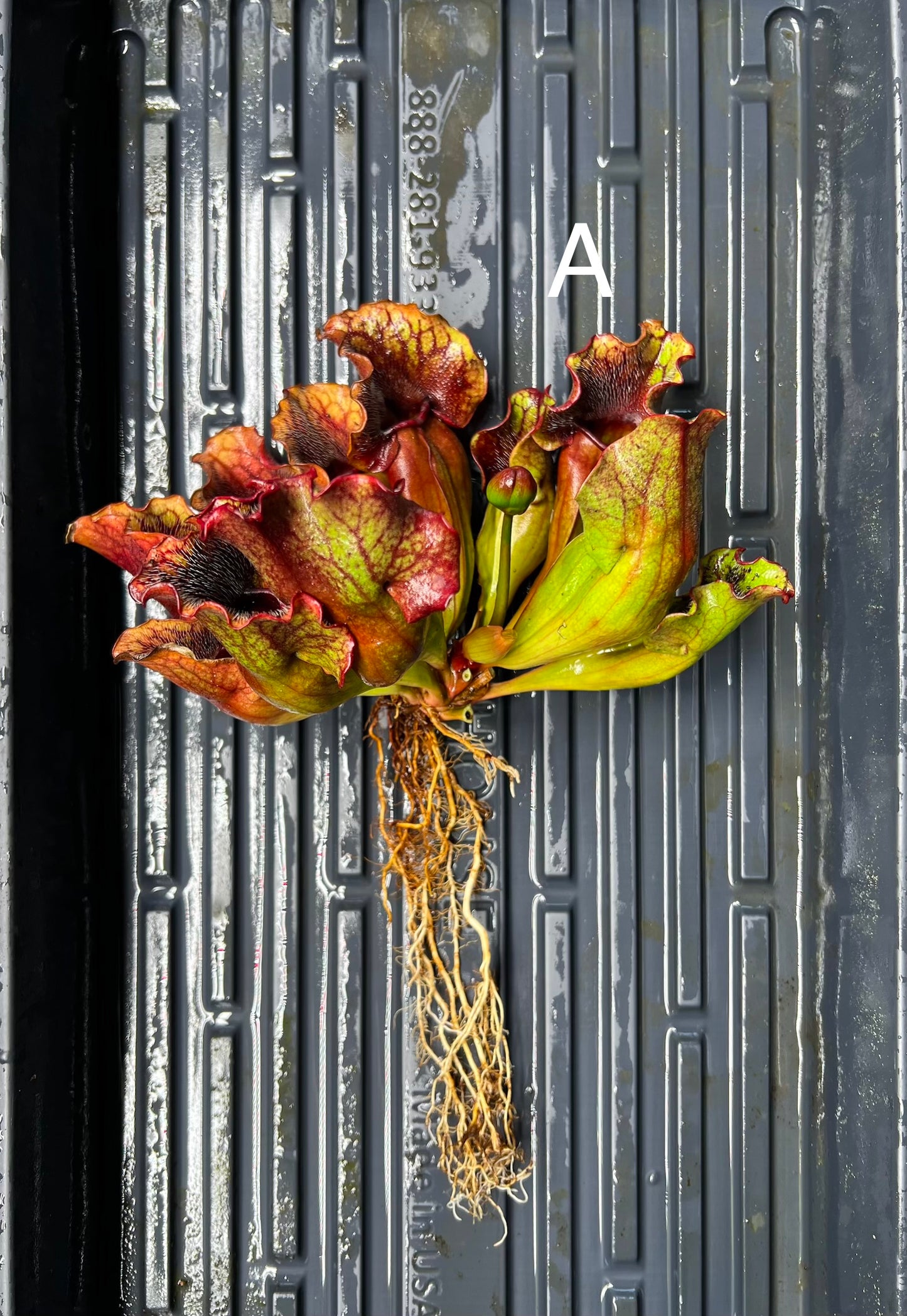 Sarracenia purpurea ssp. venosa (Carteret Co, NC) - Fresh Divisions