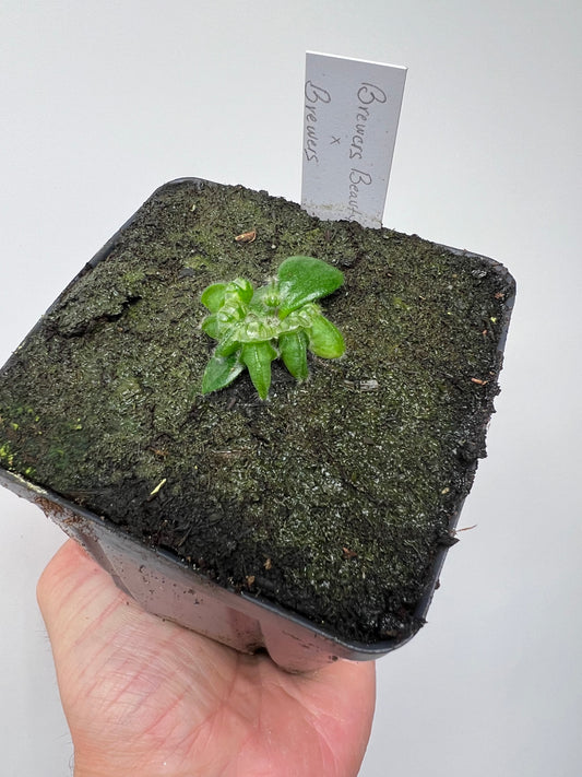 Cephalotus follicularis “Brewers Beauty” x “Brewers”