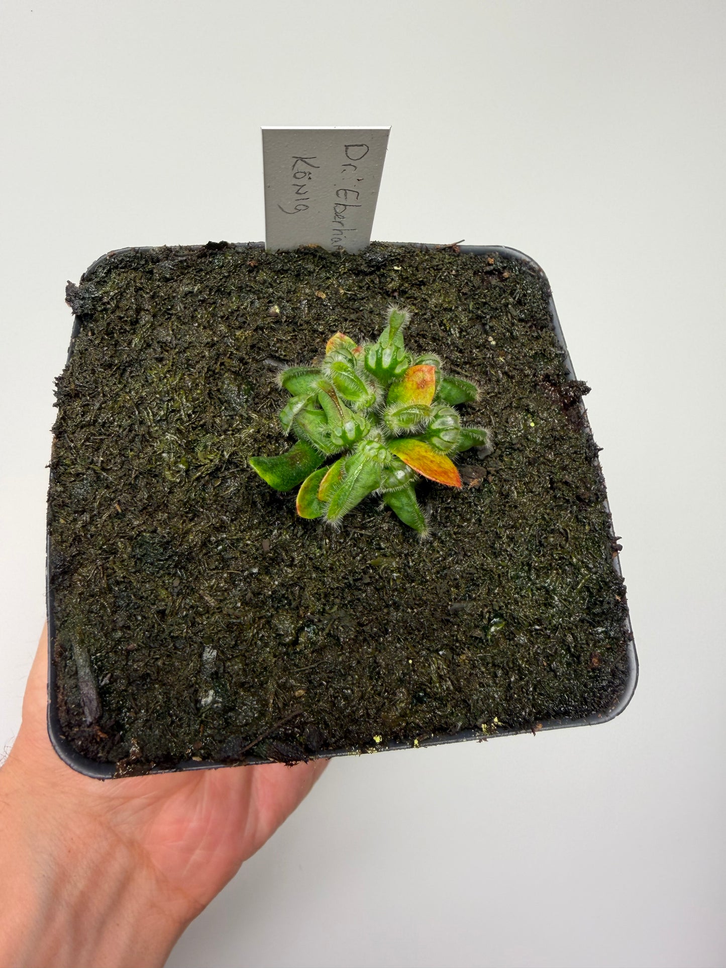 Cephalotus follicularis “Dr. Eberhard König”