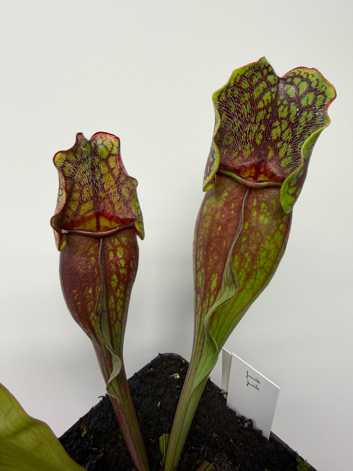 Sarracenia purpurea ssp. purpurea (Pike County, PA) - Seed Grown #11
