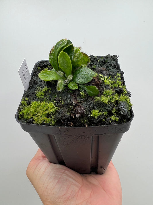 Cephalotus follicularis “UC Davis”