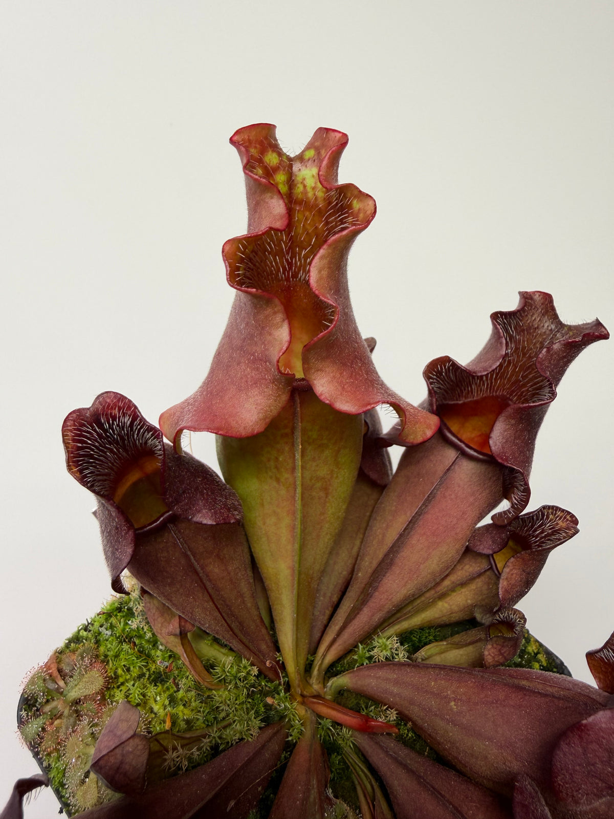 Sarracenia purpurea ssp. venosa (Brunswick Co, NC x Carteret Co, NC)  - Seed Grown #9