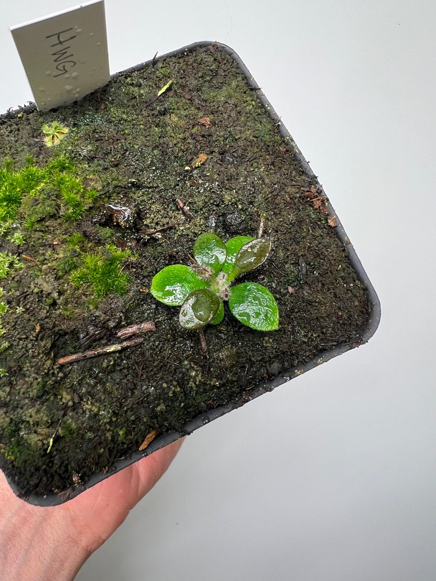 Cephalotus follicularis “Harald Weiner Giant” (aka True Giant) - *Rare*
