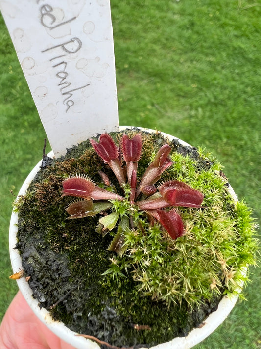 Dionaea muscipula ‘Red Piranha’
