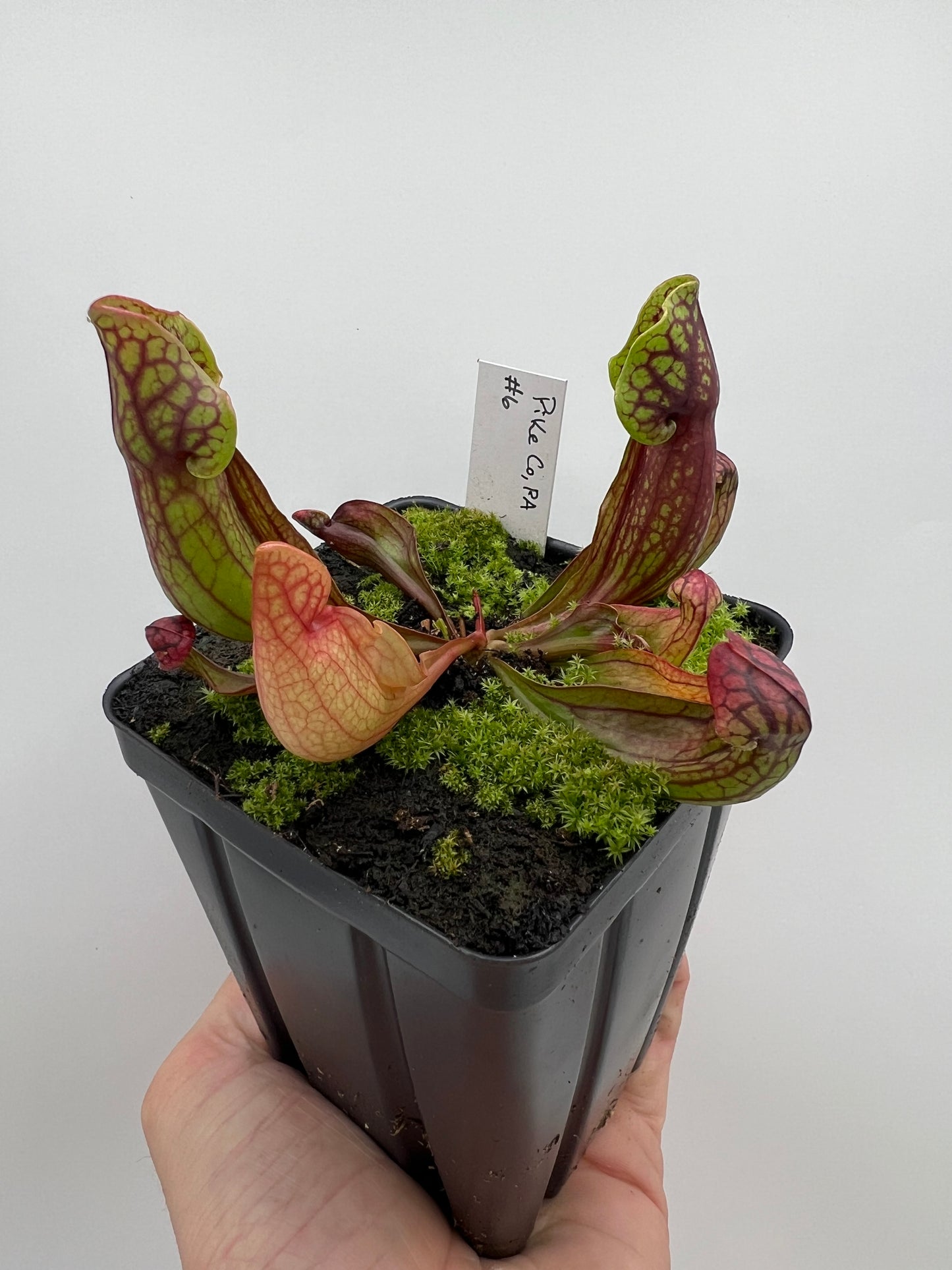 Sarracenia purpurea ssp. purpurea (Pike County, PA) - *Rare* - Seed Grown #6