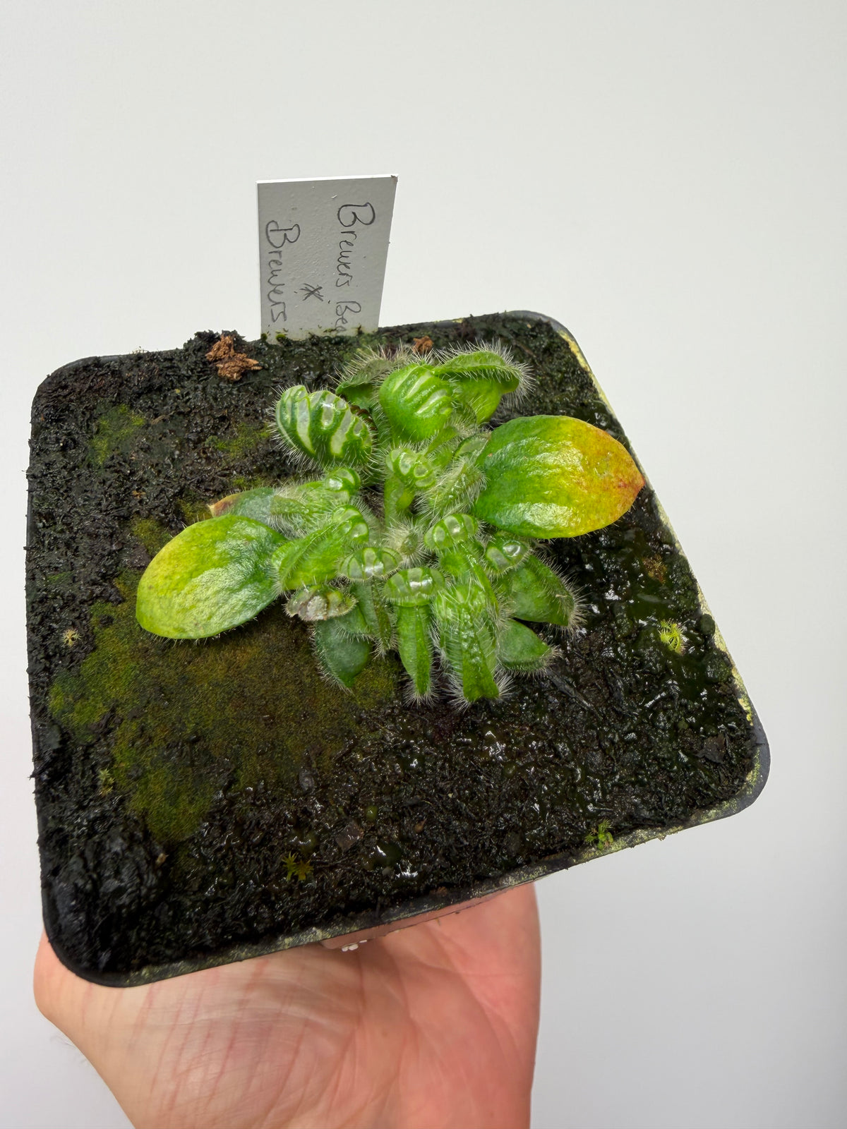 Cephalotus follicularis “Brewers Beauty” x “Brewers”