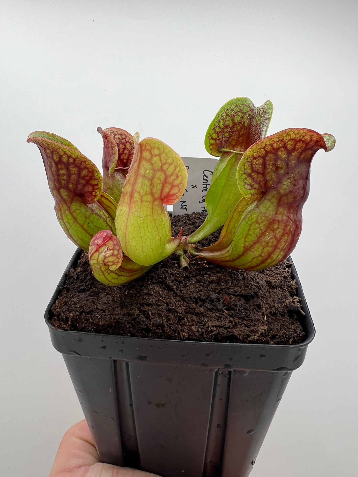 Sarracenia purpurea ssp. purpurea (Centre Co, PA) x (Ocean Co, NJ) - Seed Grown #7