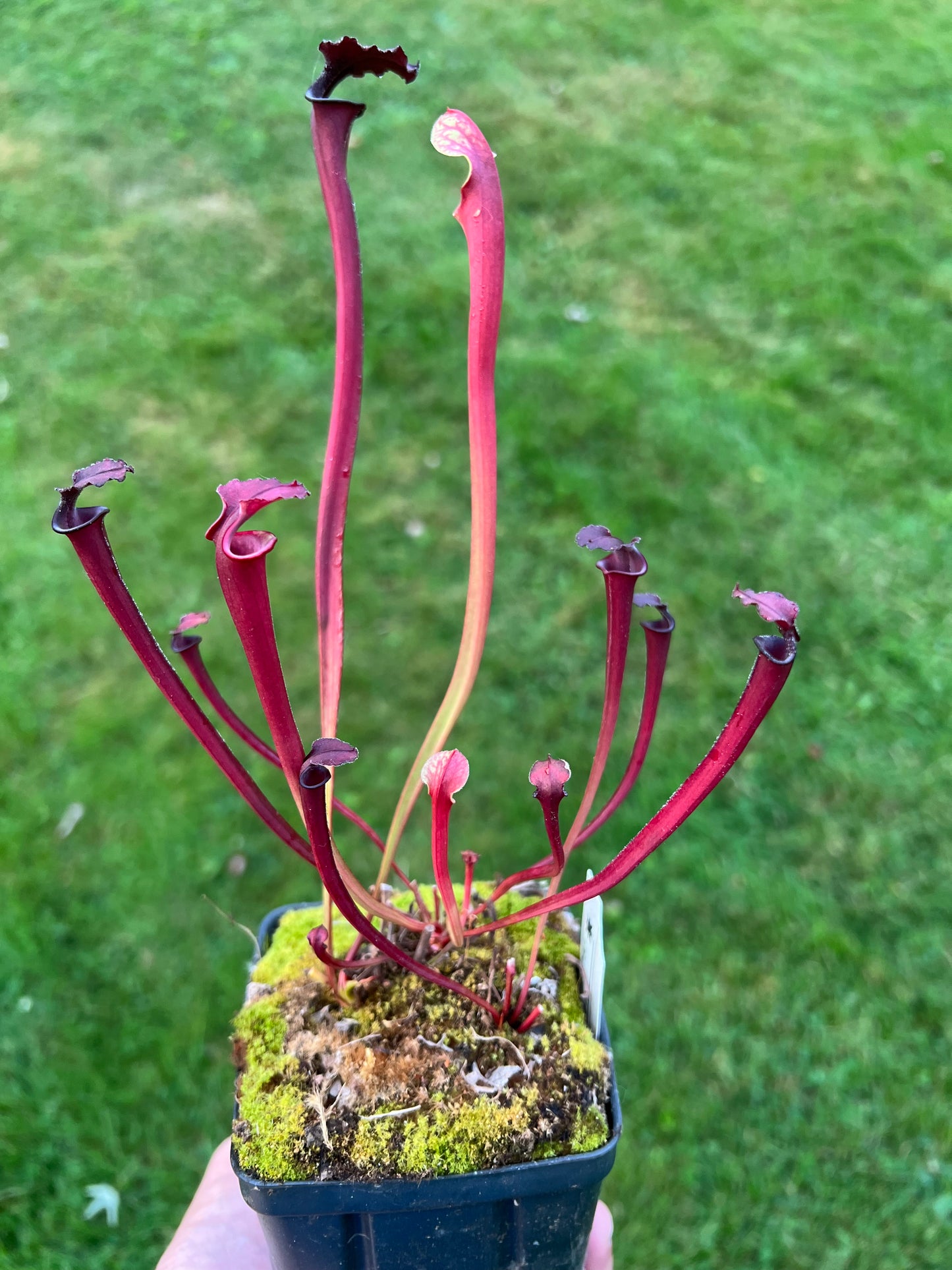 Sarracenia ‘Leah Wilkerson’ x flava var. rubricorpora (N. Liberty Co, FL)