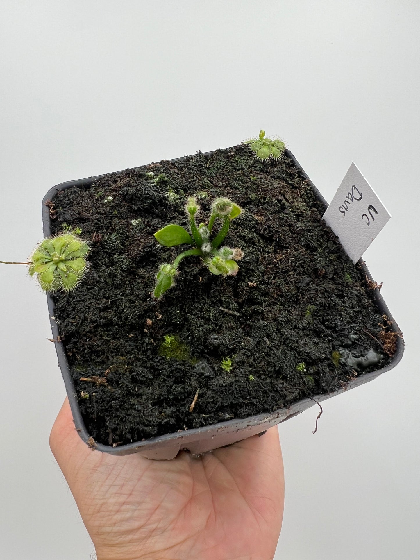 Cephalotus follicularis “UC Davis”