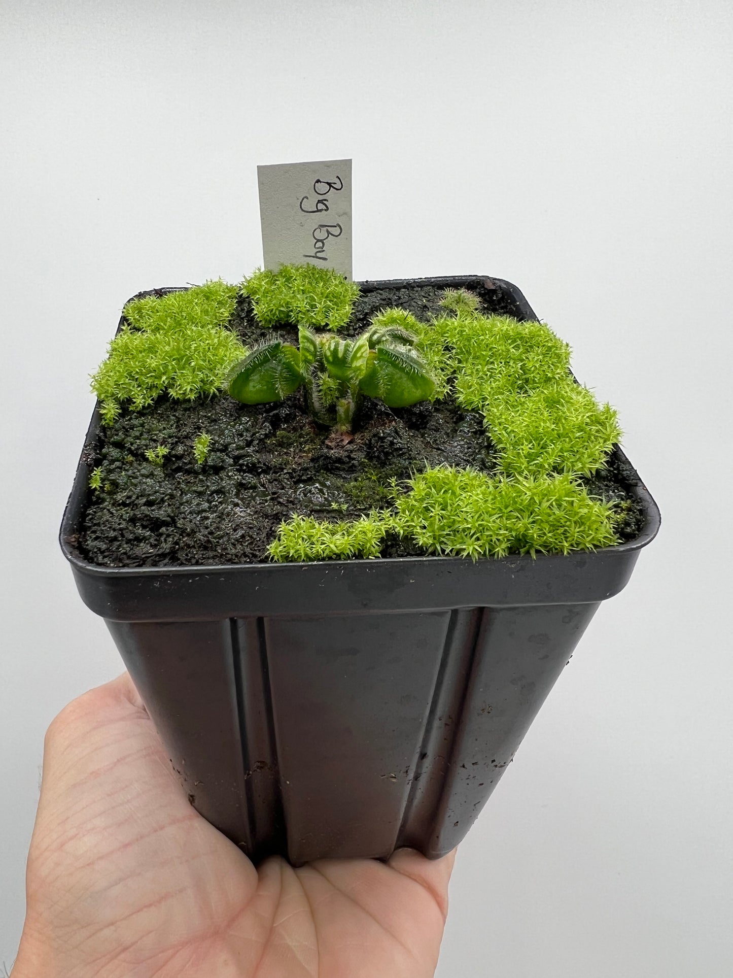 Cephalotus follicularis “Big Boy”