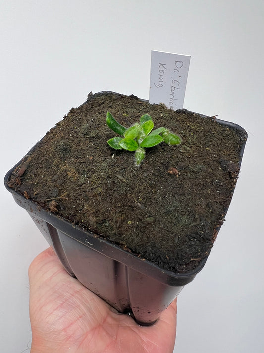 Cephalotus follicularis “Dr. Eberhard König”