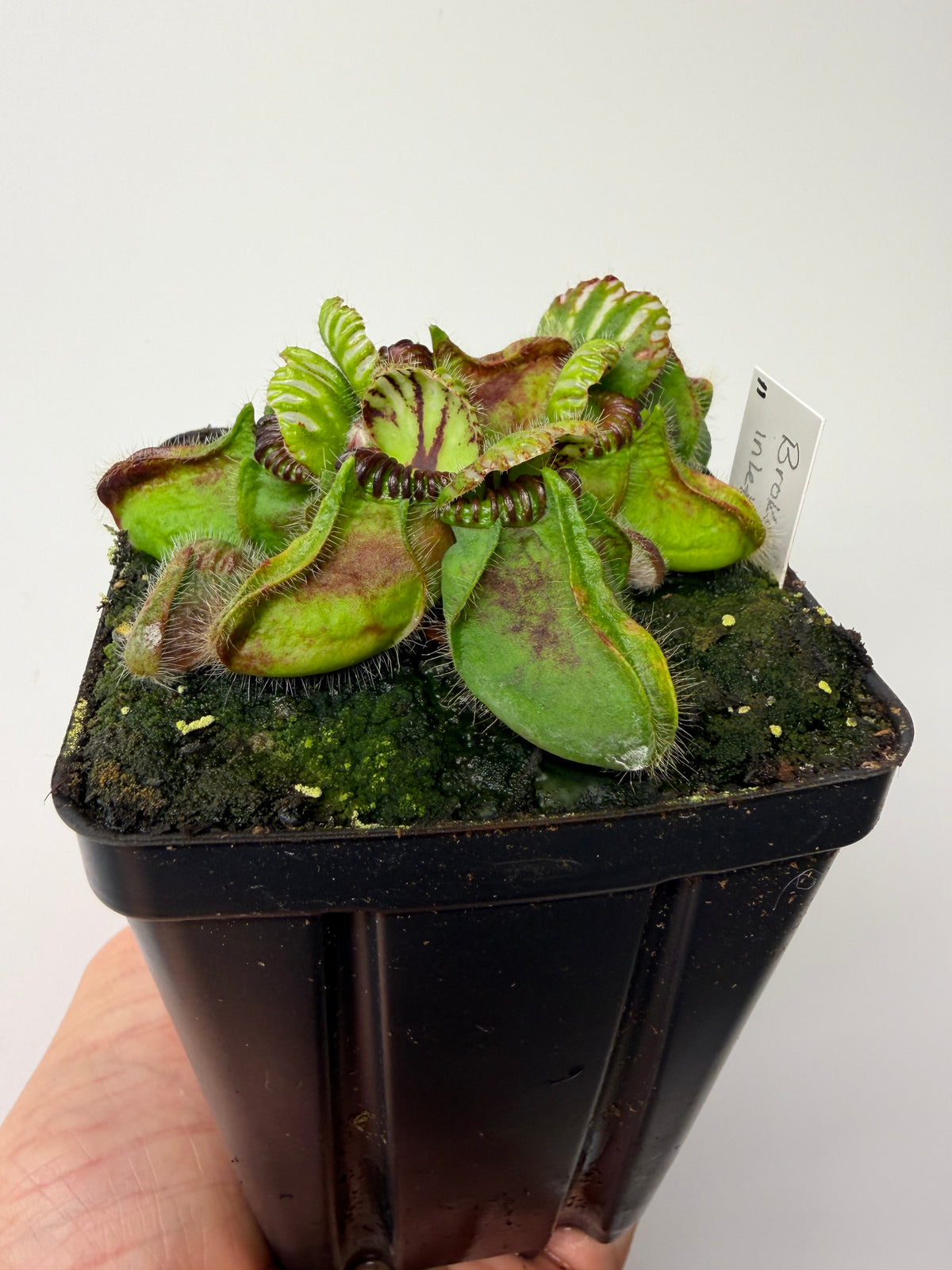 Cephalotus follicularis “Broke Inlet” #11