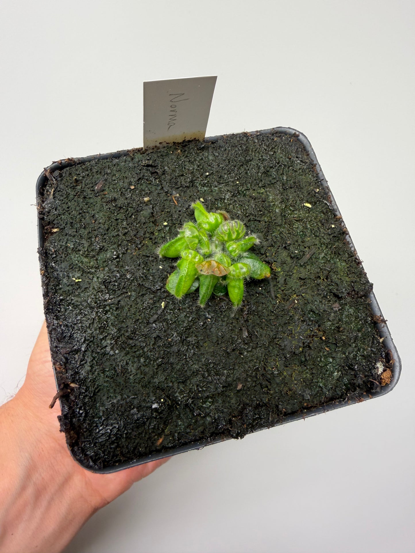 Cephalotus follicularis “Norma”