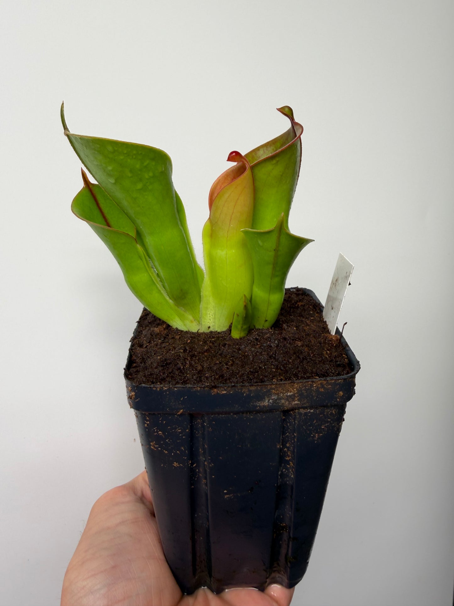 Heliamphora heterodoxa x minor