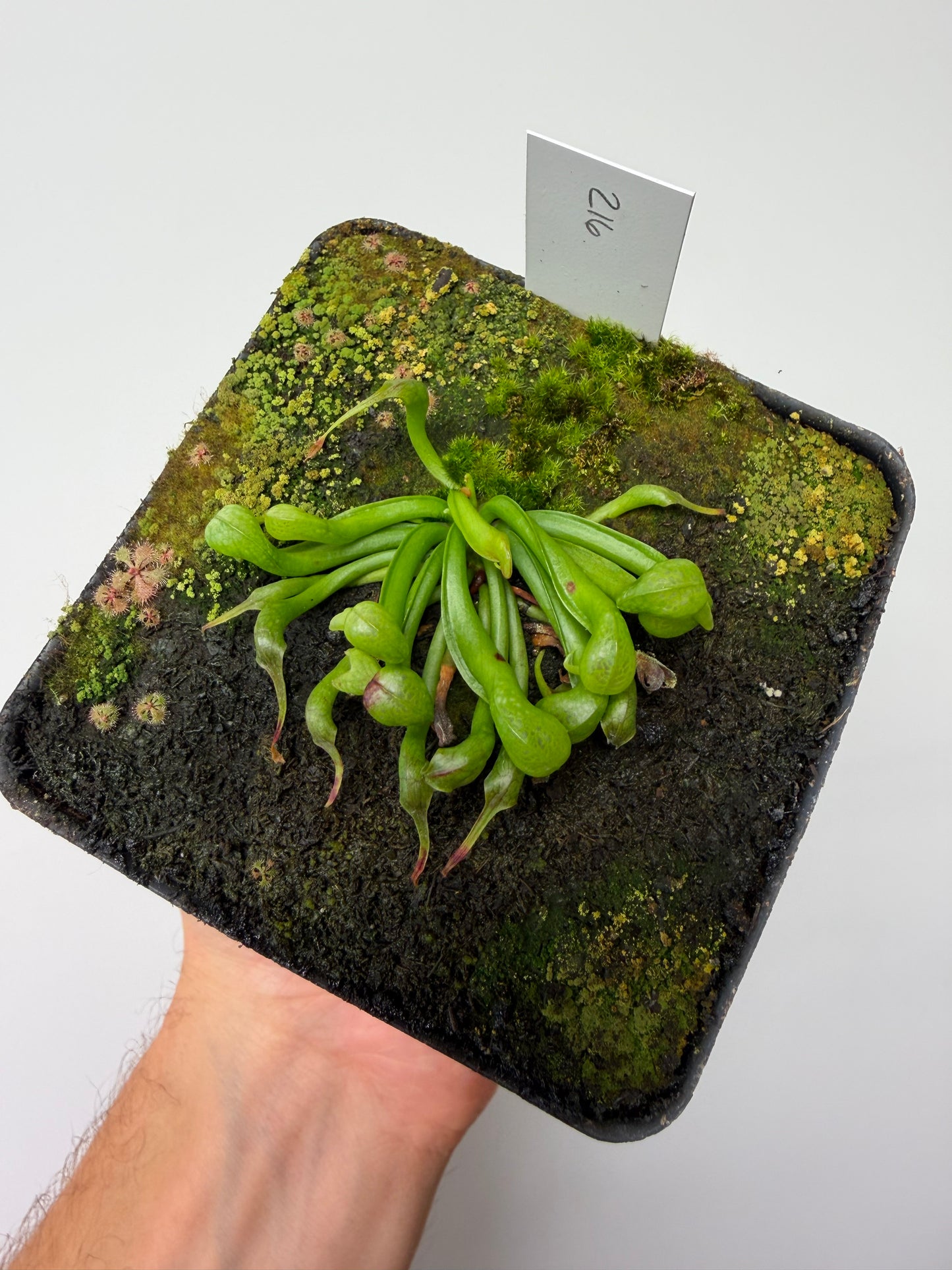 Darlingtonia californica (Cobra Pitcher Plant) - Seed Grown #216