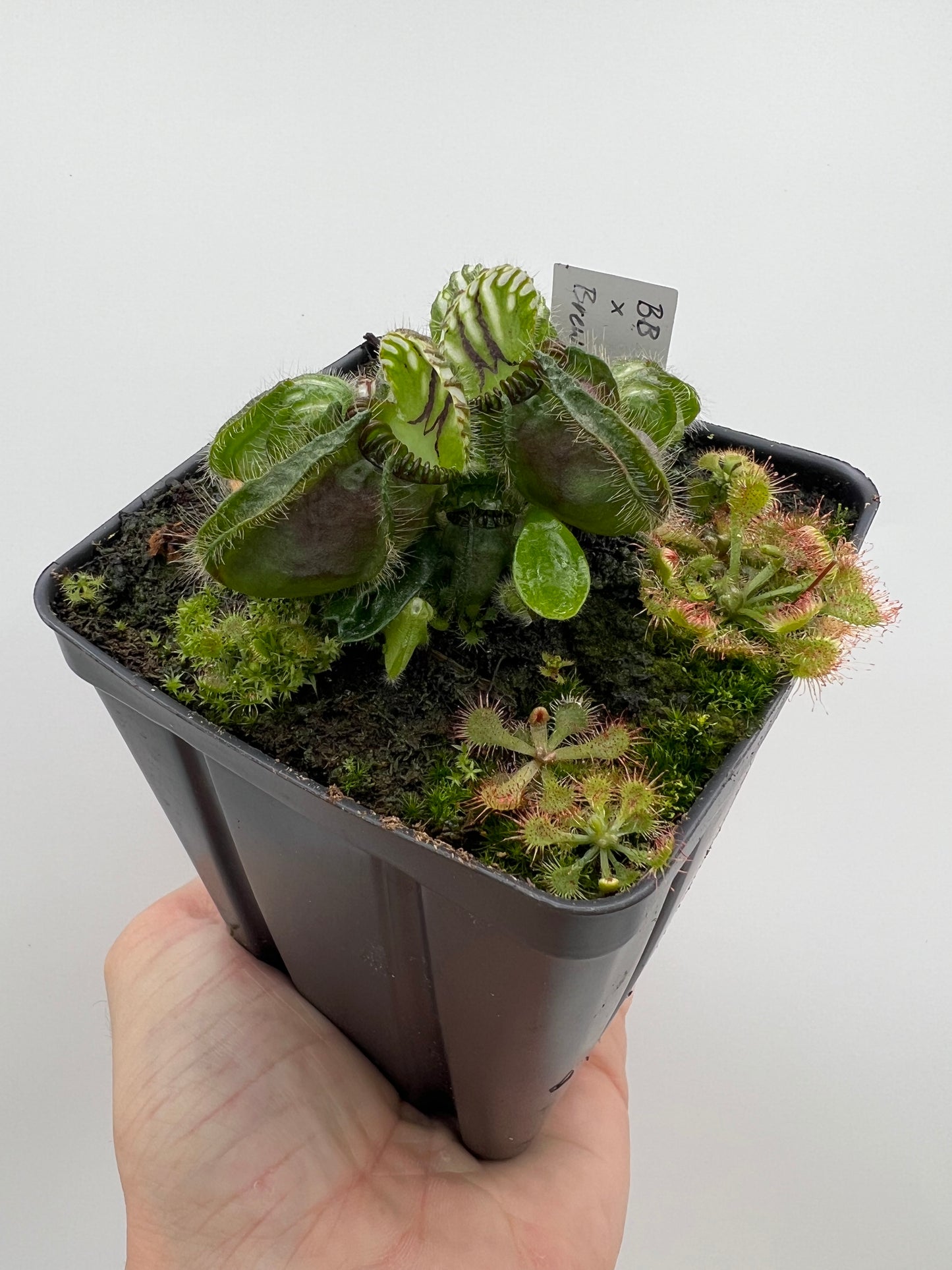 Cephalotus follicularis “Brewers Beauty” x “Brewers”