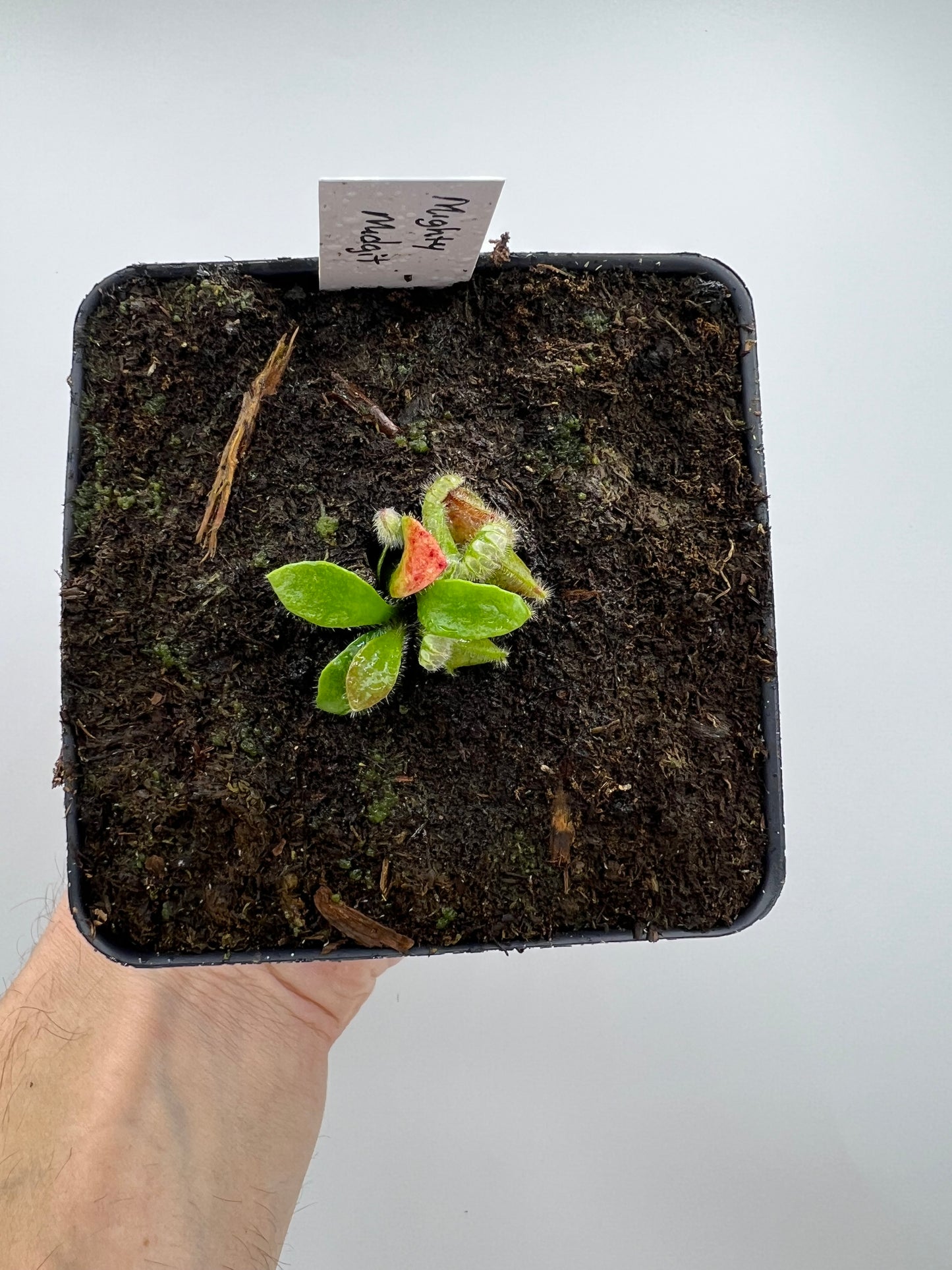 Cephalotus follicularis “Mighty Midget” - *Rare*