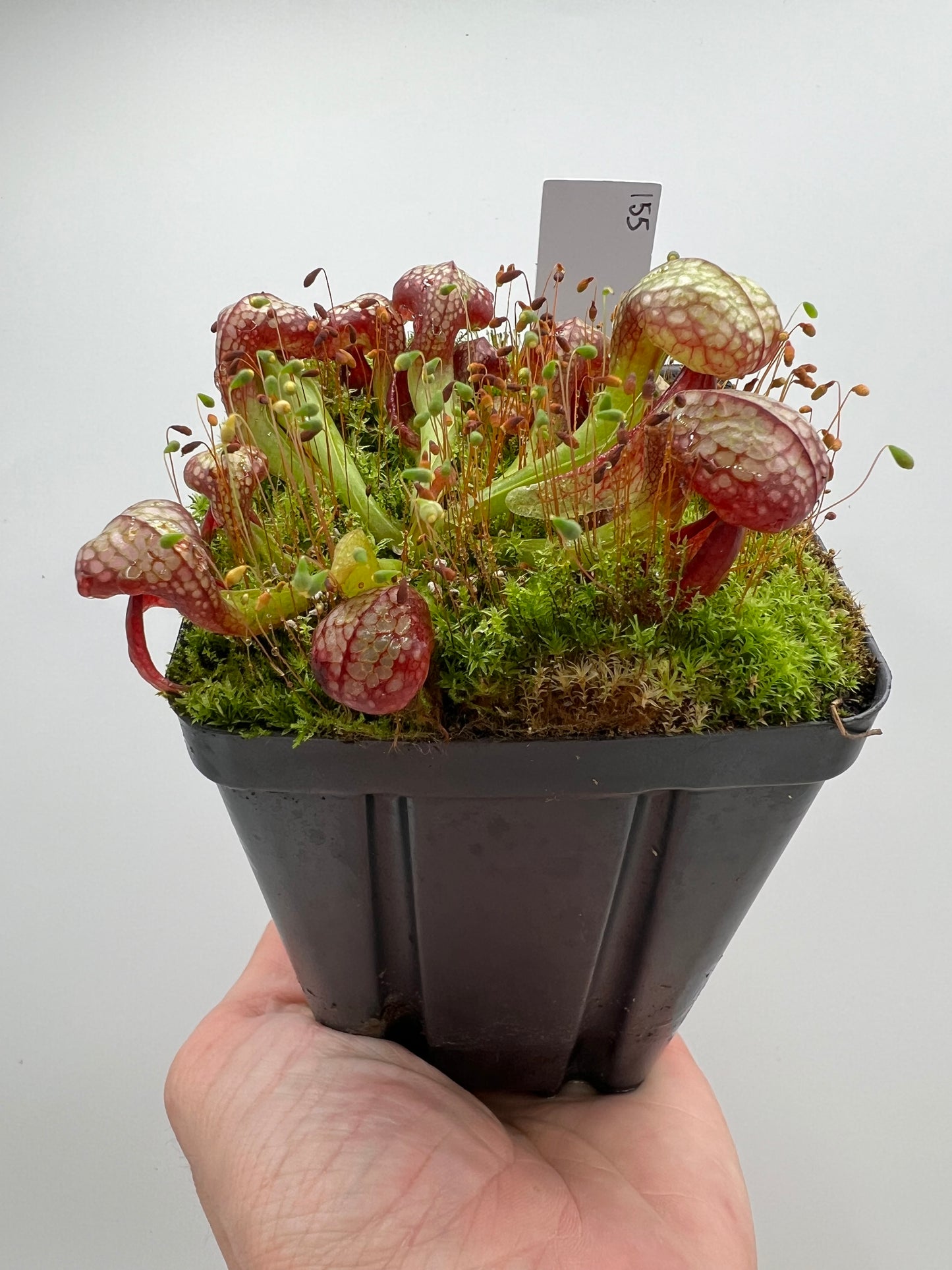 Darlingtonia californica (Cobra Pitcher Plant) - Seed Grown #155