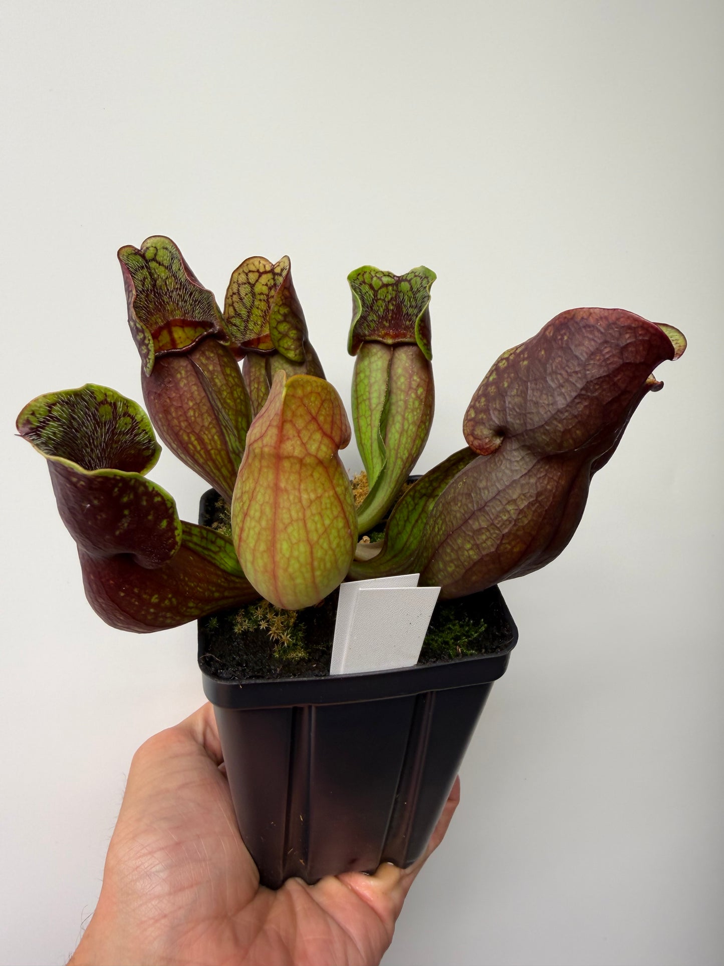 Sarracenia purpurea ssp. purpurea (Pike County, PA) - Seed Grown #13