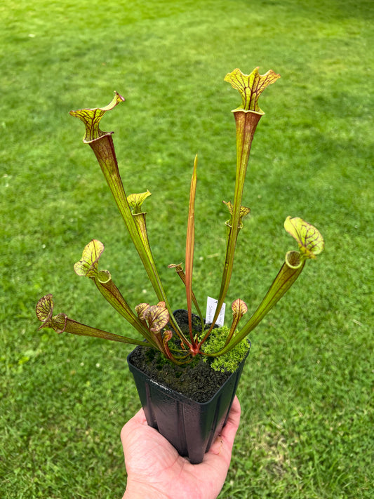 Sarracenia flava var. rubricorpora x “Strawberry Milkshake” - Seed Grown #4