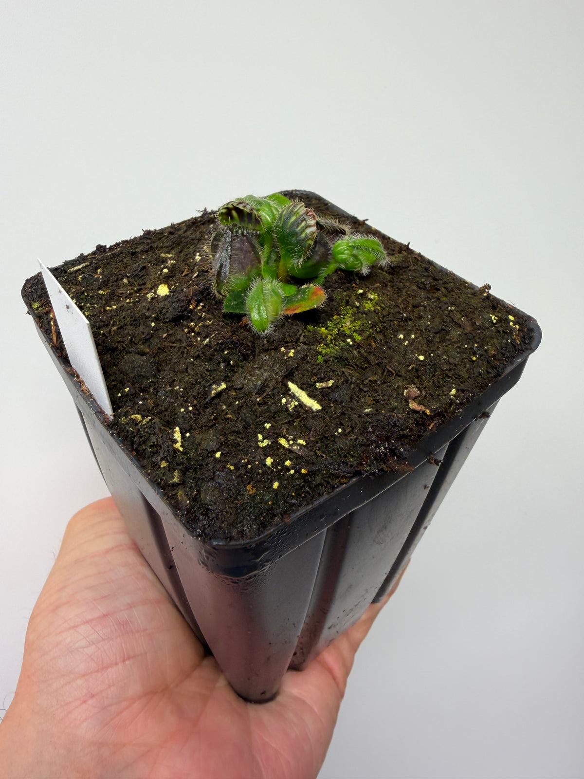 Cephalotus follicularis “David Švarc Black” - *Rare* (6)