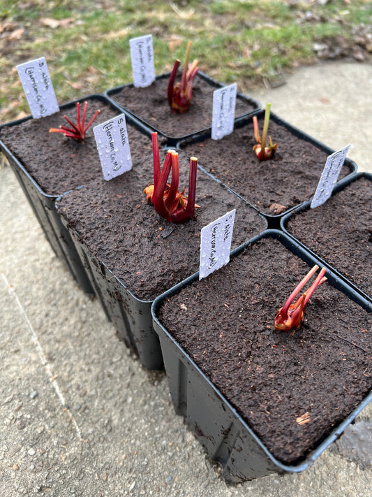 Sarracenia alata (Harrison Co, MS)