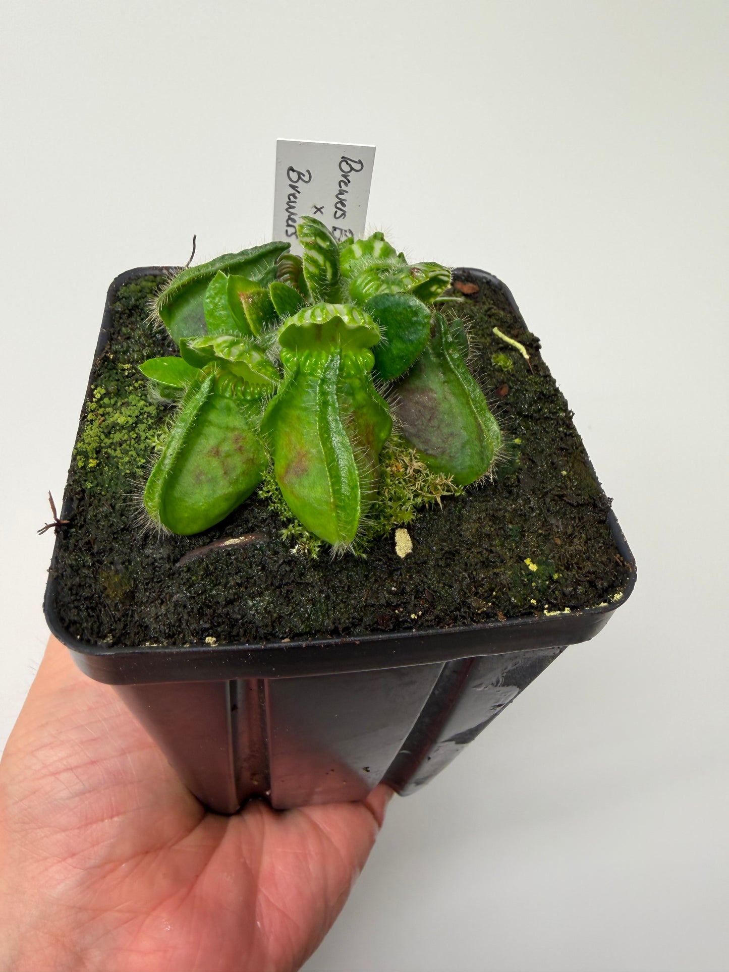 Cephalotus follicularis “Brewers Beauty” x “Brewers”