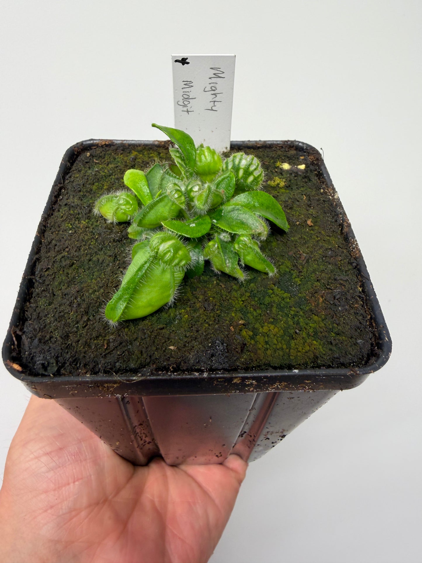 Cephalotus follicularis “Mighty Midget” - *Rare* (4)