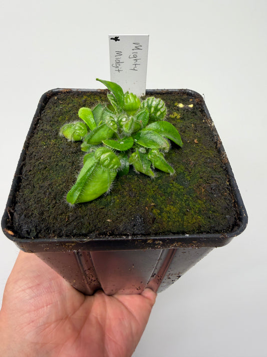 Cephalotus follicularis “Mighty Midget” - *Rare* (4)