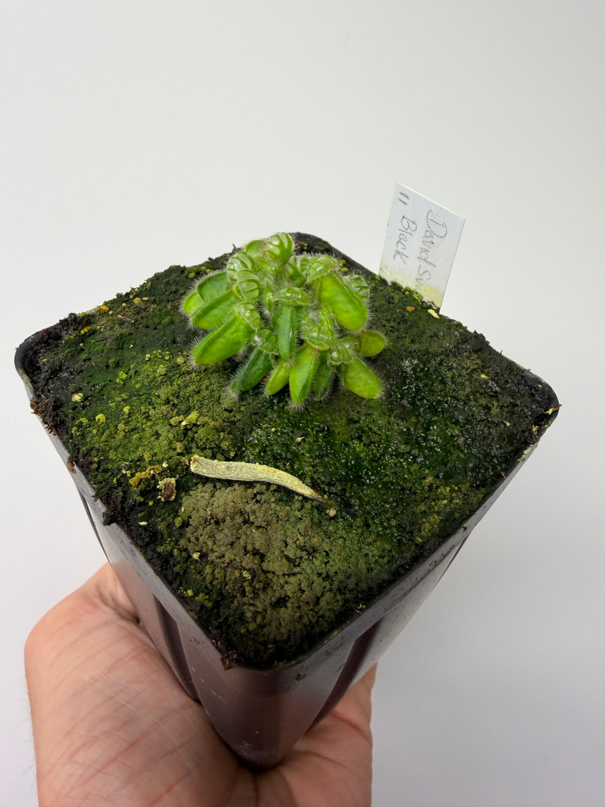 Cephalotus follicularis “David Švarc Black” #11 - *Rare*