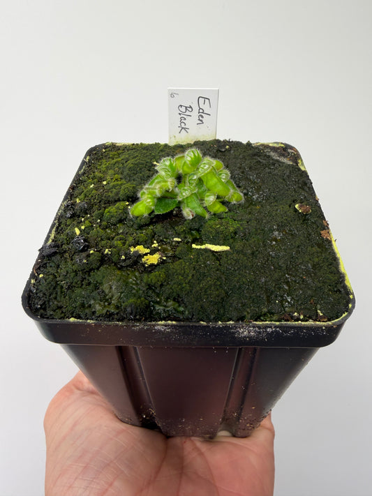 Cephalotus follicularis ‘Eden Black’ #6 - *Rare*