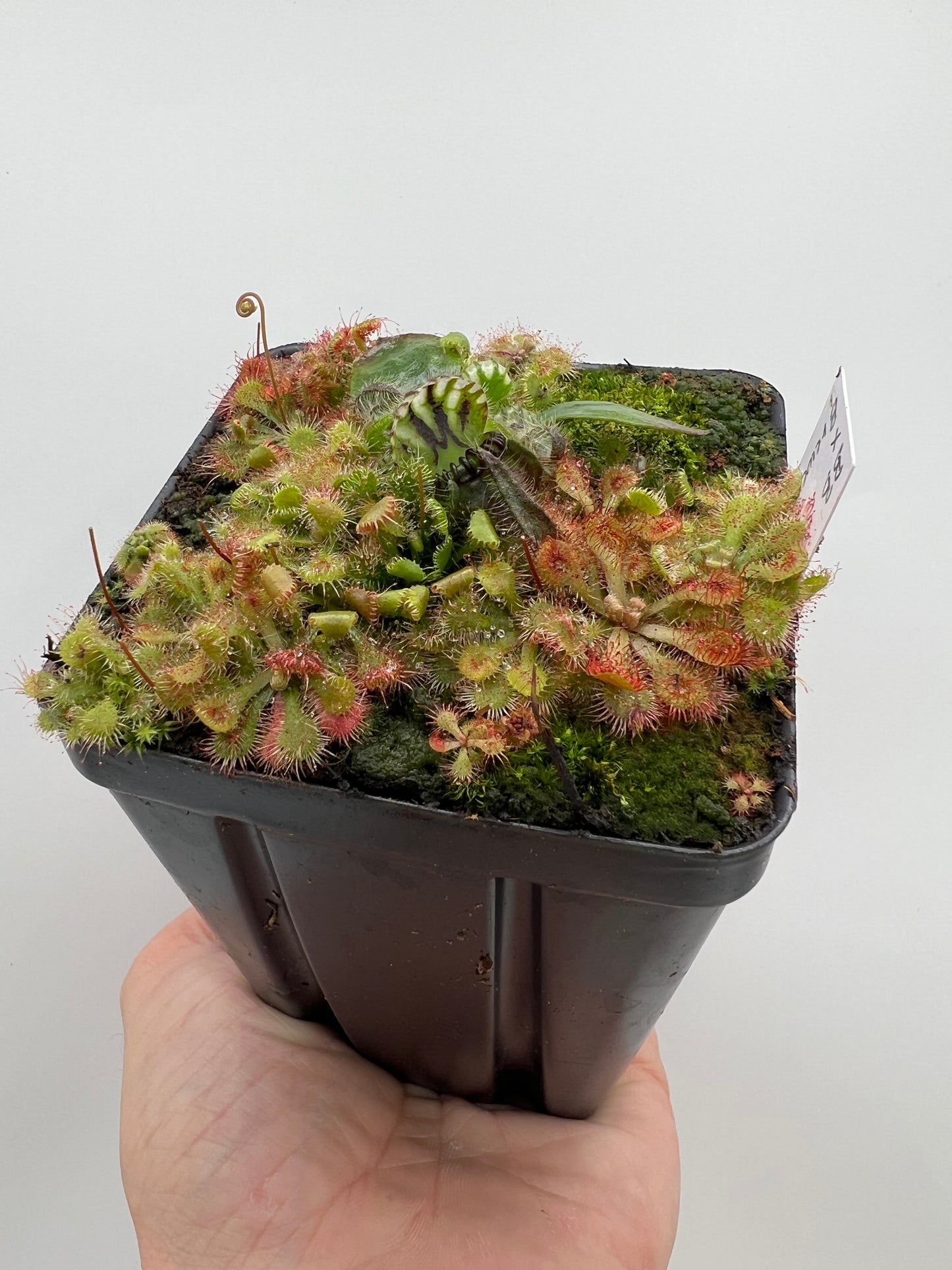 Cephalotus follicularis “Brewers Beauty” x “Brewers”