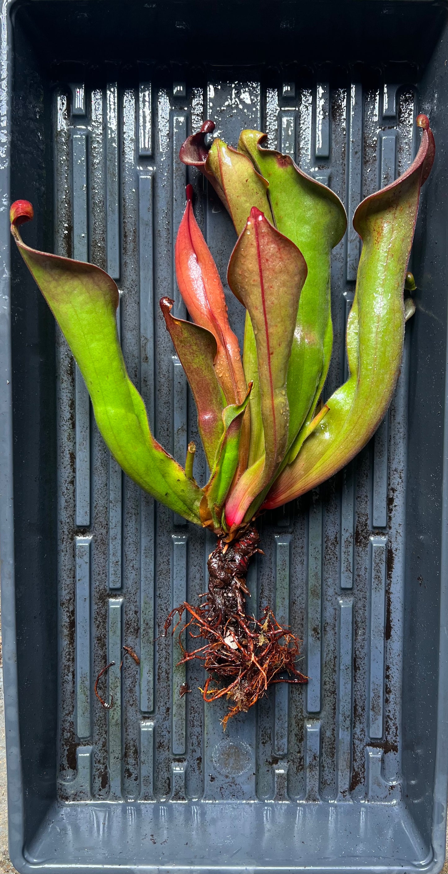 Heliamphora Nutans Giant x (tatei x folliculata) 8.14.19 LC1 - Fresh Division