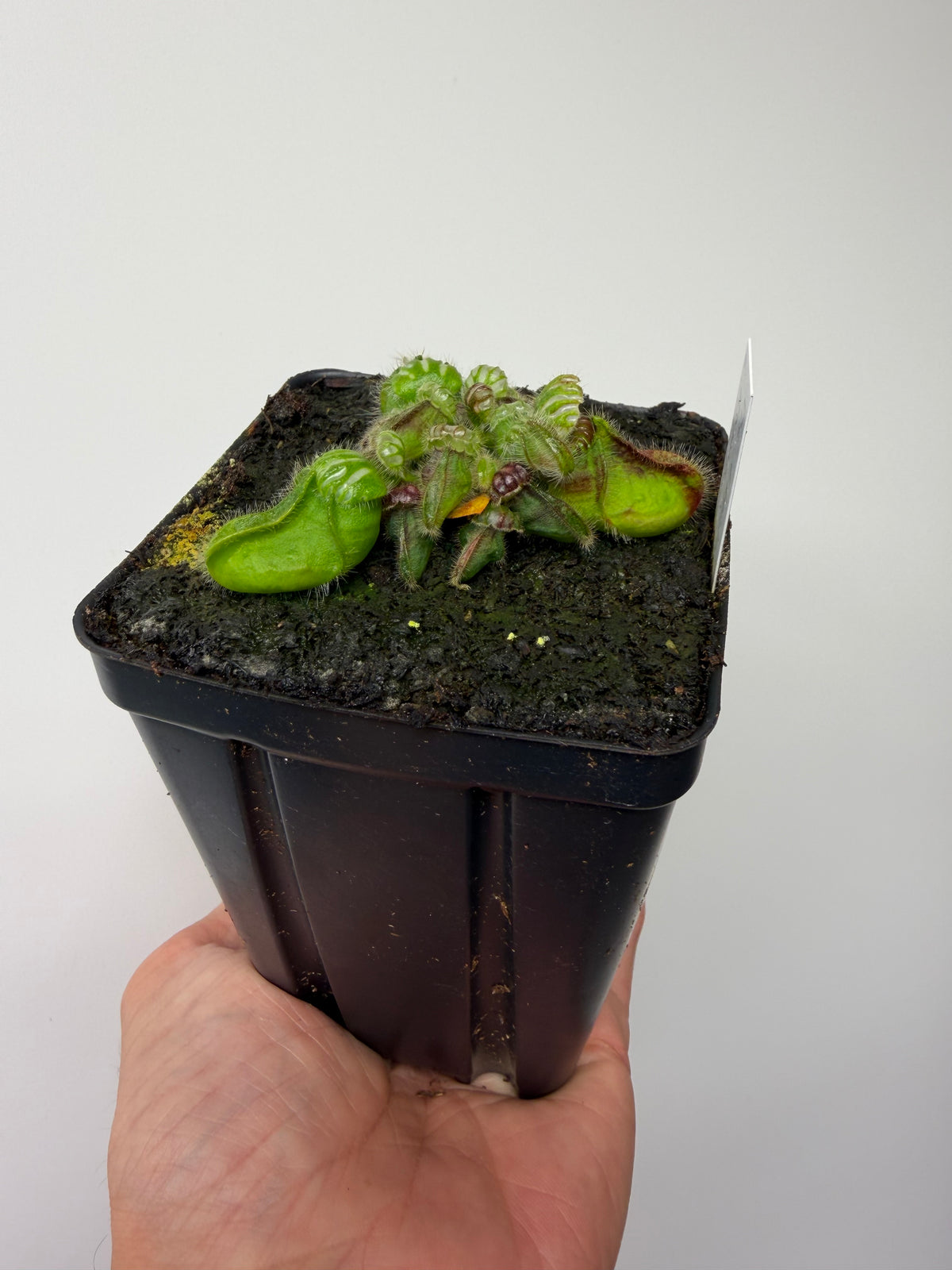Cephalotus follicularis “Dr. Eberhard König” #2