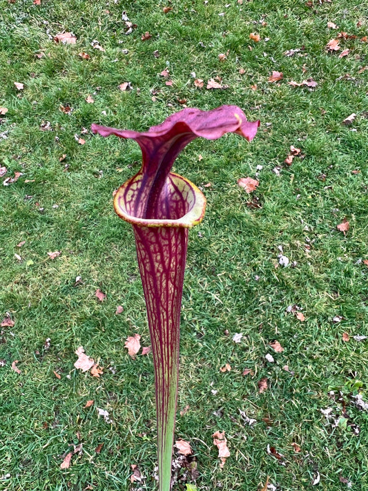 Sarracenia ‘Waccamaw’ x cuprea “MBRS”
