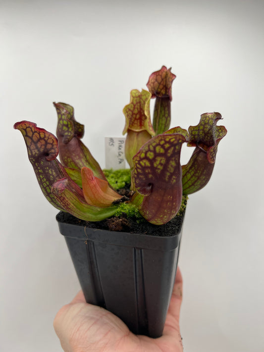 Sarracenia purpurea ssp. purpurea (Pike County, PA) - *Rare* - Seed Grown #5