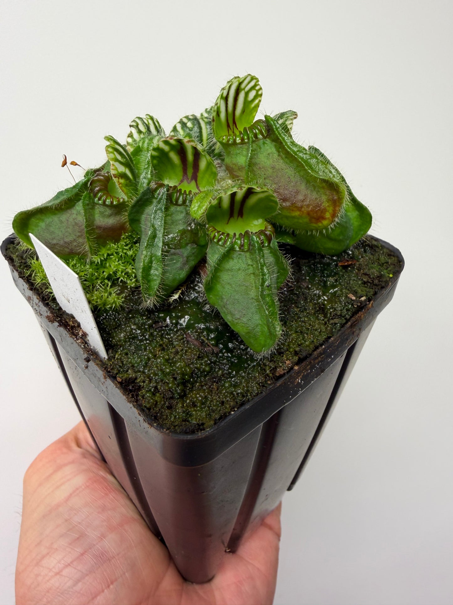 Cephalotus follicularis “Hampshire Red”
