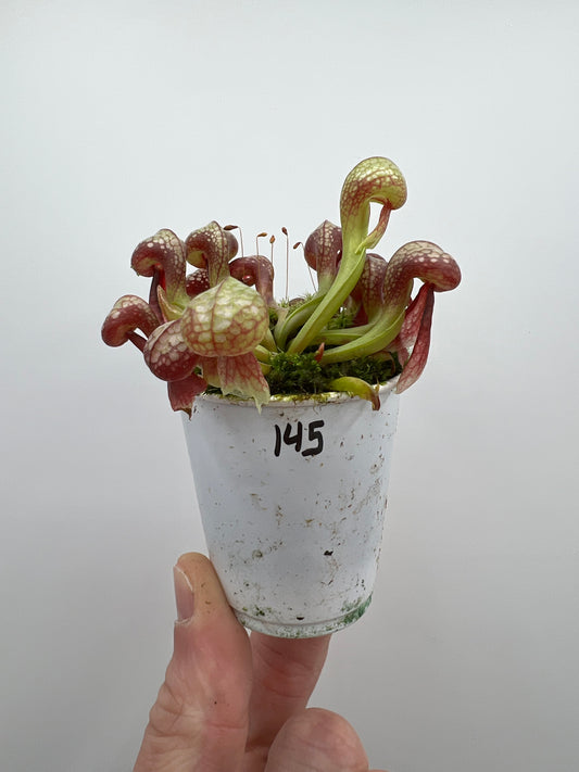 Darlingtonia californica (Cobra Pitcher Plant) - Seed Grown #145