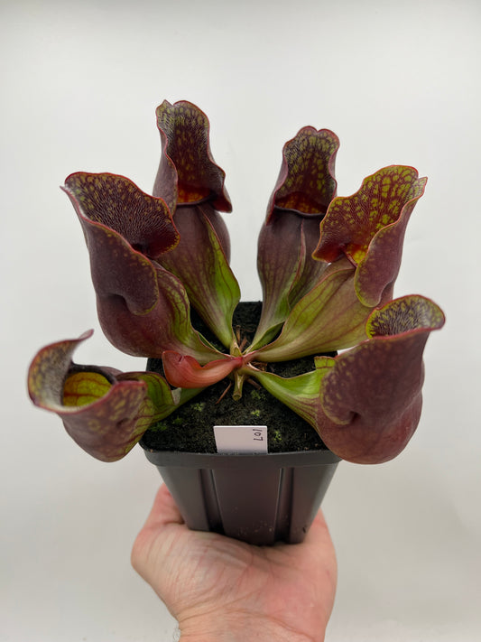 Sarracenia purpurea ssp. purpurea (Centre Co, PA) - Seed Grown #107