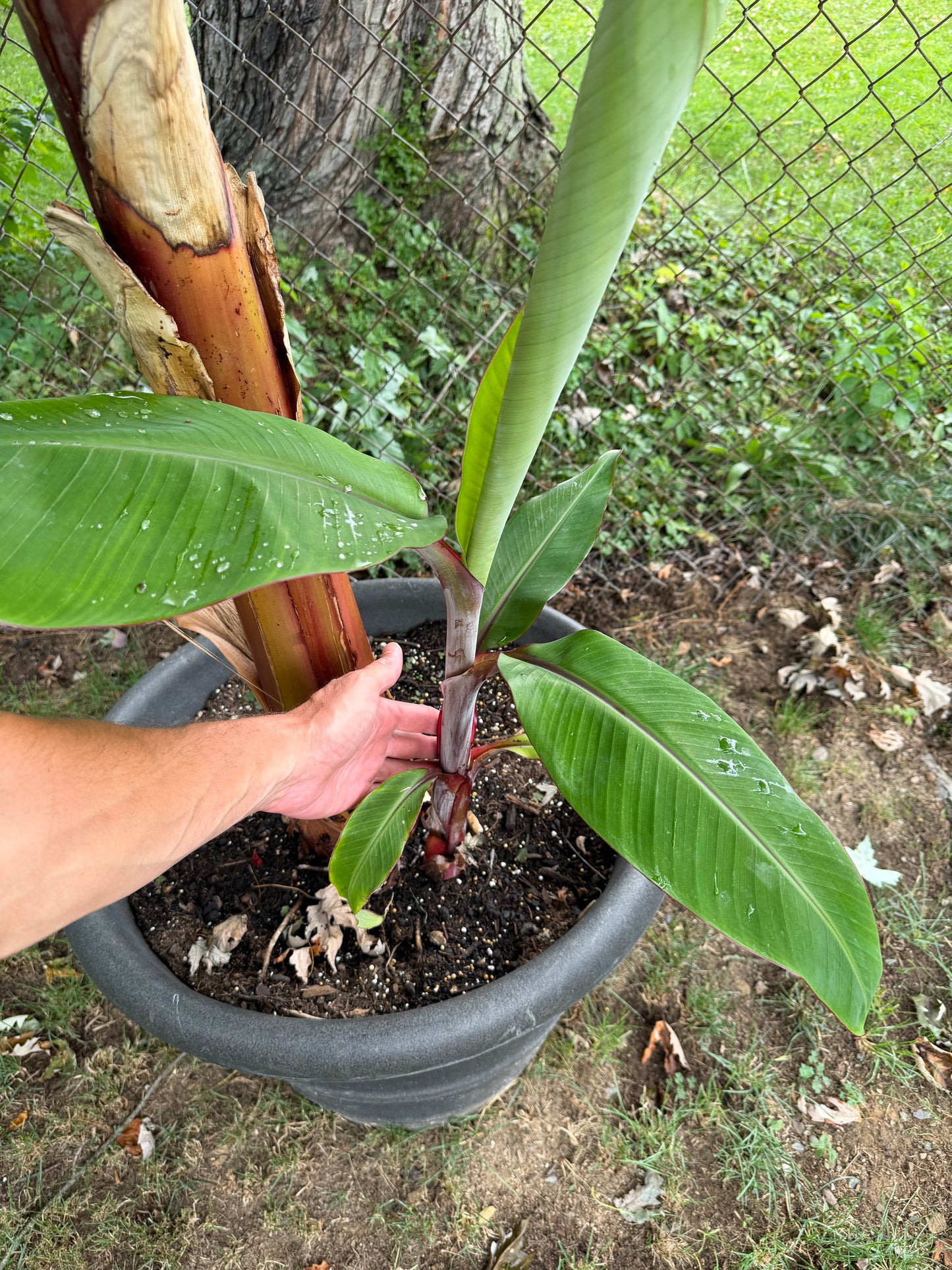 Musa “Red Dacca”  - Rare Banana (not from TC)