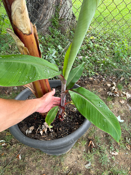 Musa “Red Dacca”  - Rare Banana (not from TC)