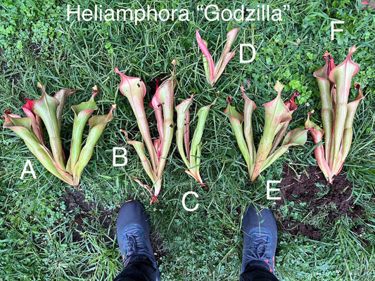 Heliamphora “Godzilla” - Fresh Divisions