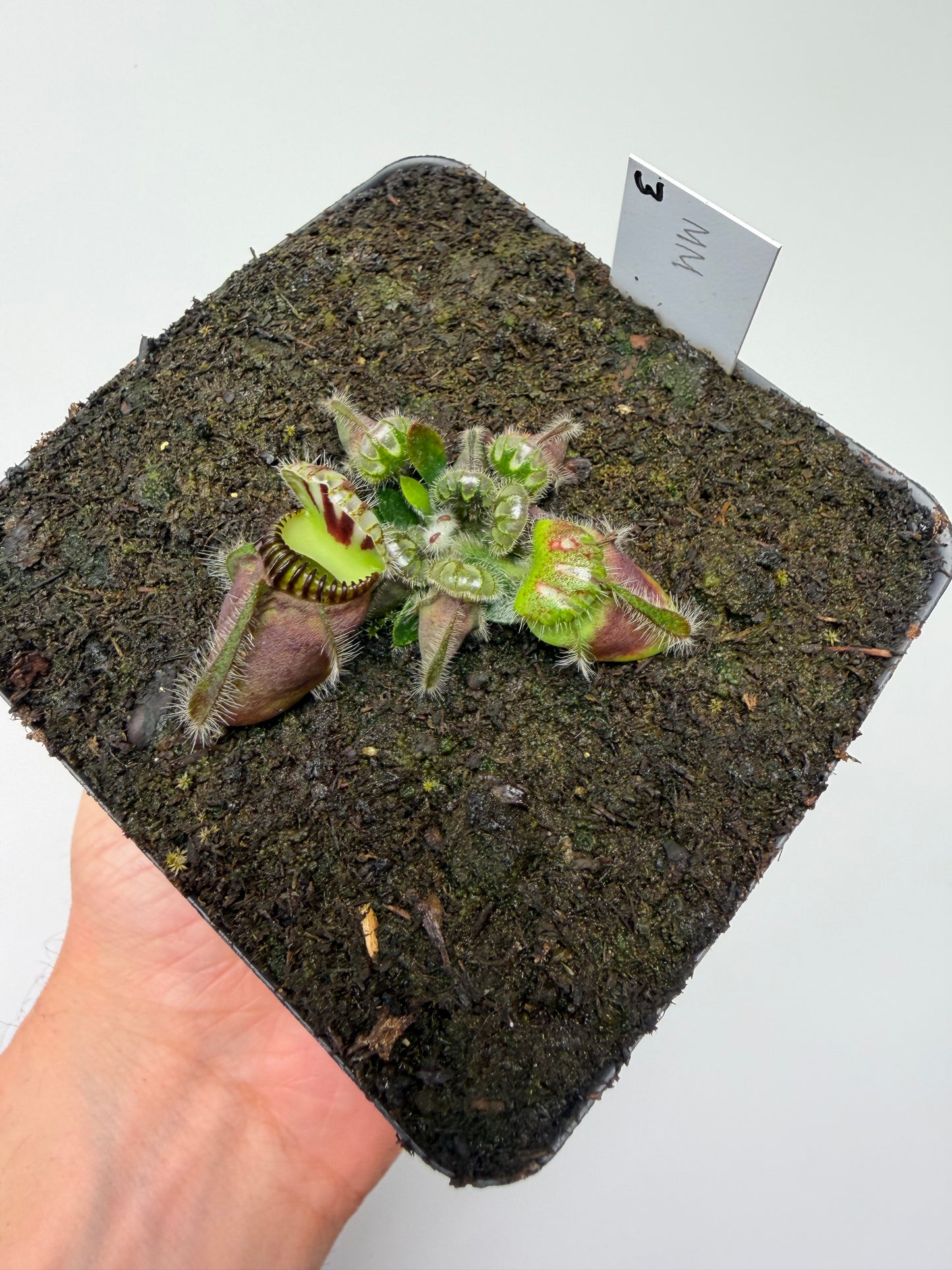Cephalotus follicularis “Mighty Midget” - *Rare* (3)