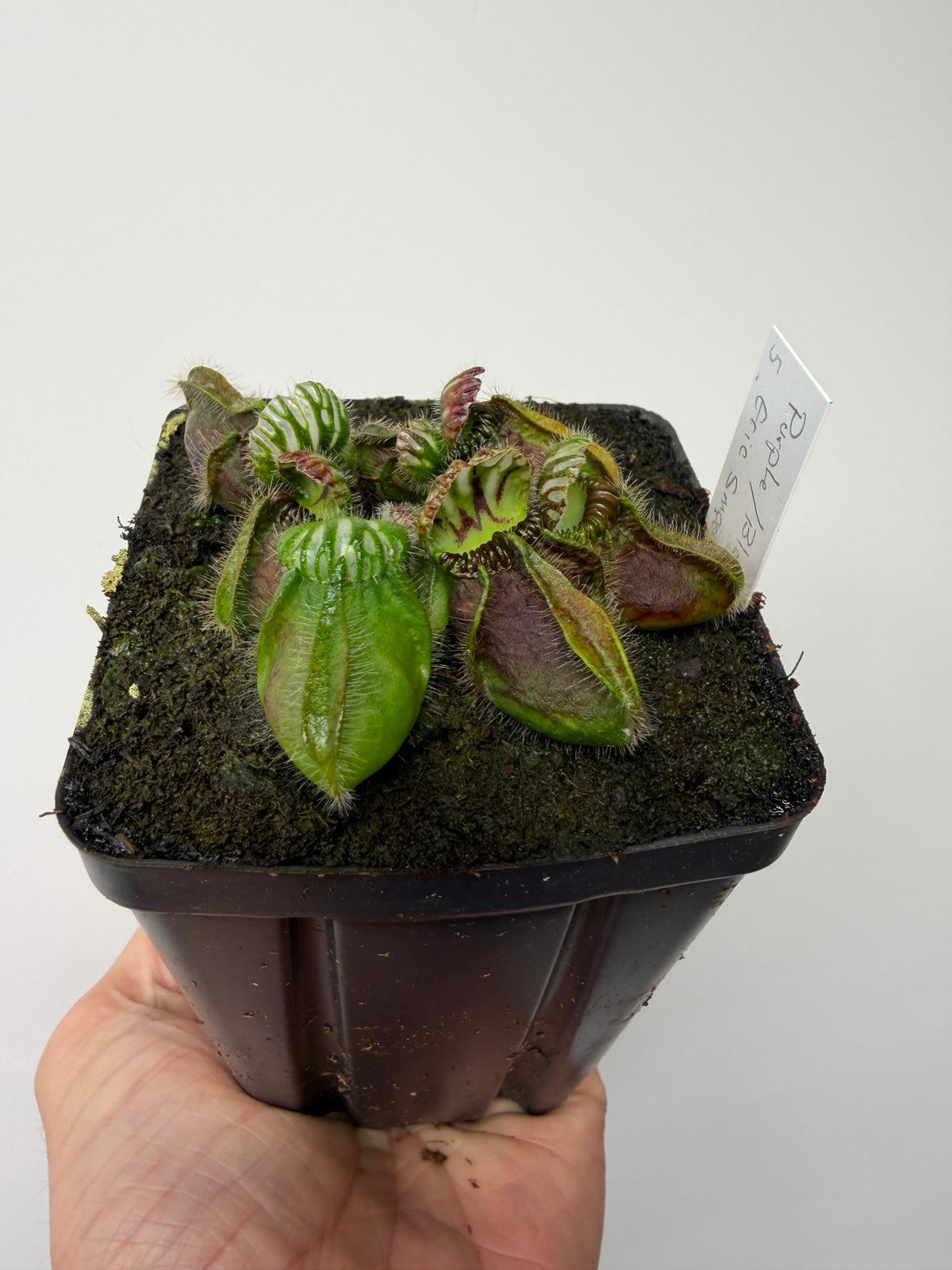Cephalotus follicularis “Purple/Black” - Eric Smooth #5