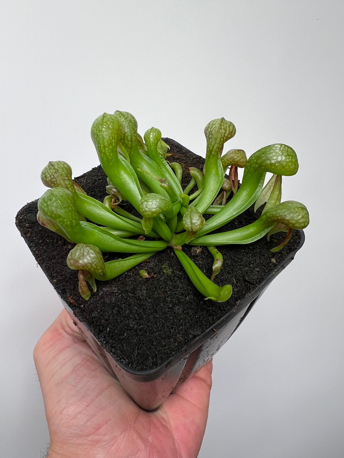 Darlingtonia californica (Cobra Pitcher Plant) - Seed Grown #212