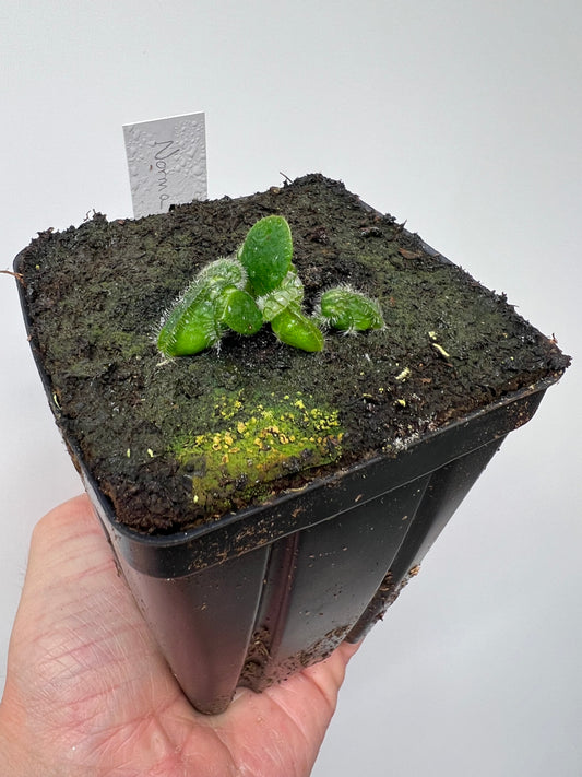 Cephalotus follicularis “Norma”