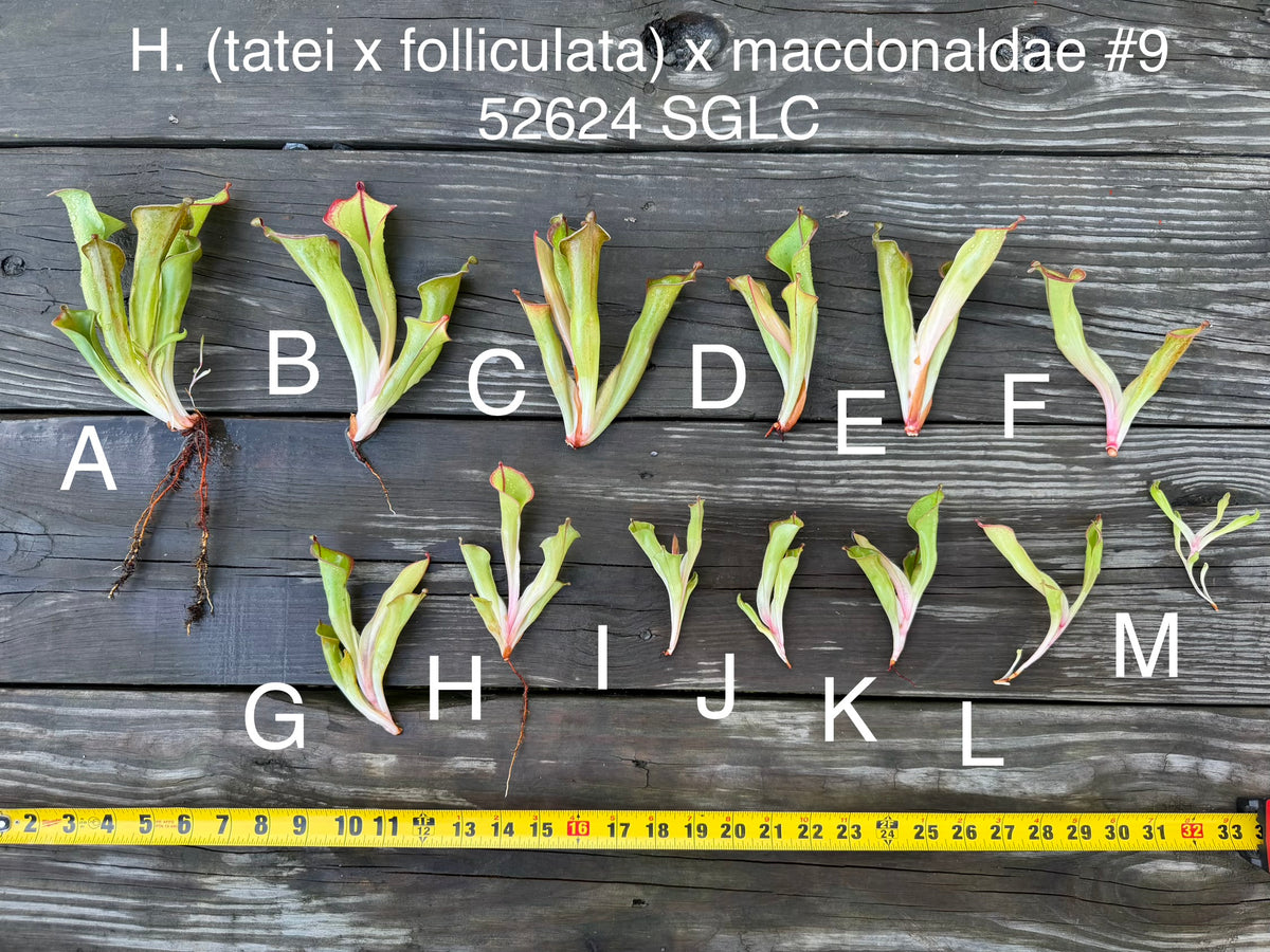 Heliamphora (tatei x folliculata) x macdonaldae #9 52624 SGLC - Fresh Divisions