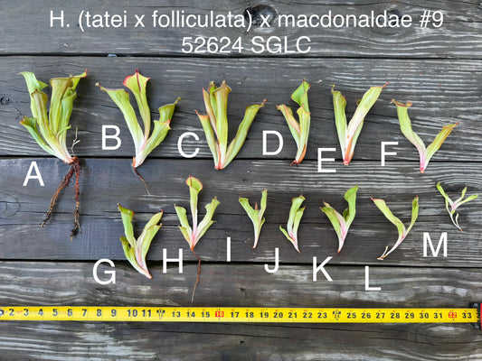 Heliamphora (tatei x folliculata) x macdonaldae #9 52624 SGLC - Fresh Divisions