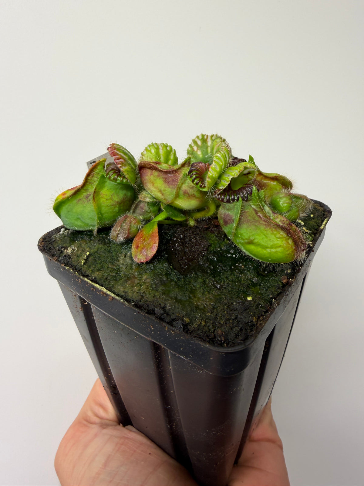 Cephalotus follicularis “Broke Inlet” #11